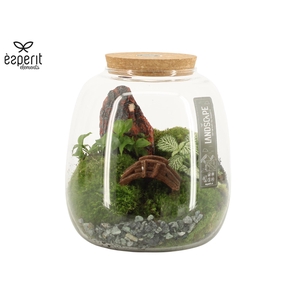 90774: Landscape terrarium Large Belly Jar D19 / H20