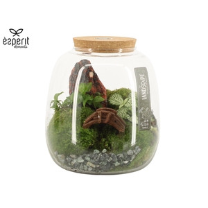 90774: Landscape terrarium arrangement