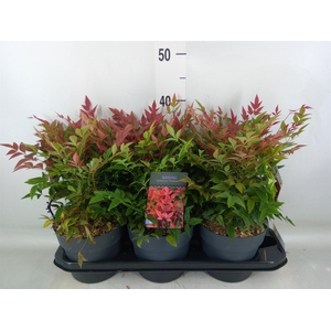 Nandina domestica 'Obsessed'