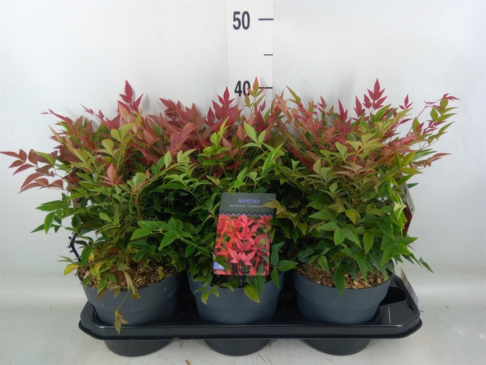 <h4>Nandina domestica 'Obsessed'</h4>