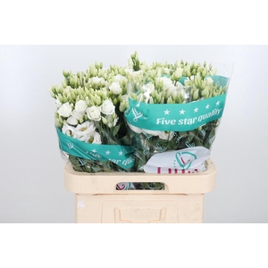 Eust Du Rosita White