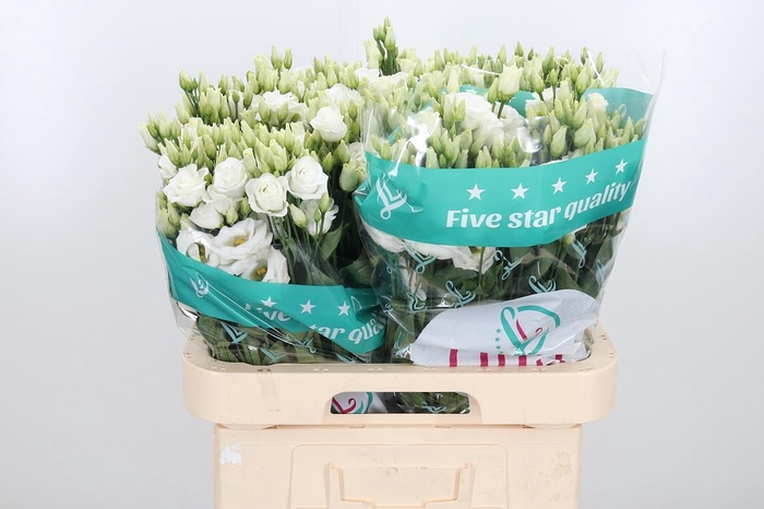 <h4>Eust Du Rosita White</h4>