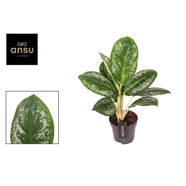 <h4>Aglaonema Onyx Green</h4>