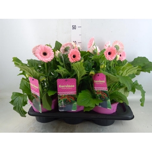 Gerbera  'Garvinea Sweet Heart'