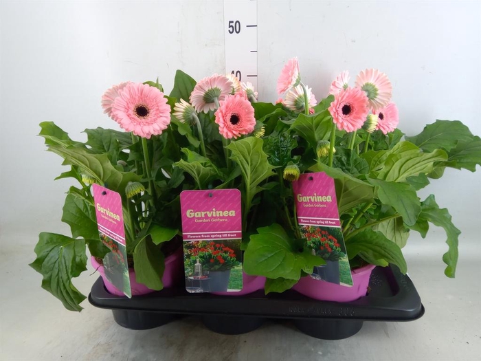 <h4>Gerbera  'Garvinea Sweet Heart'</h4>