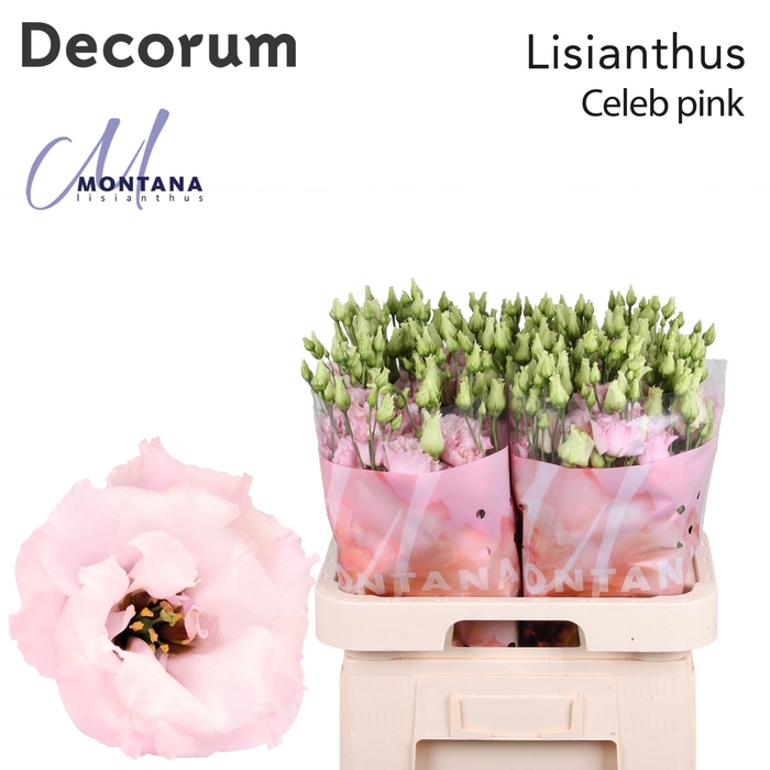 <h4>Lisianthus Celeb Queen</h4>