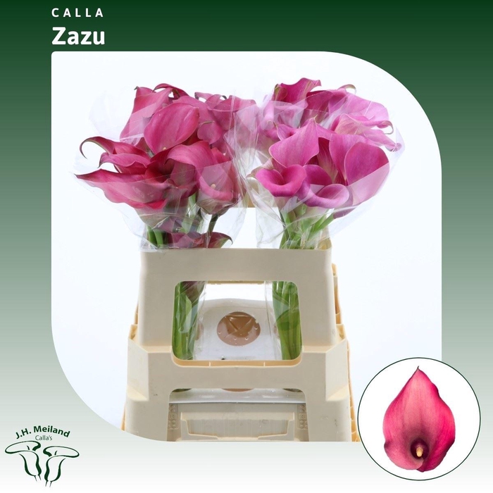 <h4>Calla Zazu</h4>