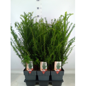 Taxus baccata