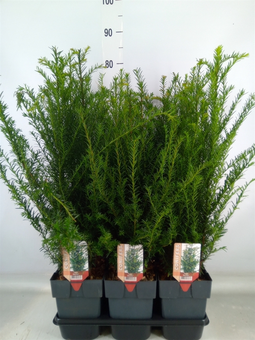 <h4>Taxus baccata</h4>