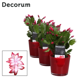 Schlumbergera - 9 cm - Glaspot Nashville red - Decorum