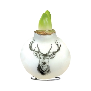 Amaryllis Touch of Wax Porcelain Reindeer 6x1, rode bloem, Plastic Giftbox, Tray236