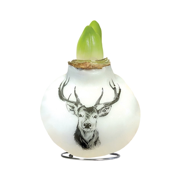 <h4>Amaryllis Touch of Wax Porcelain Reindeer 6x1, rode bloem, Plastic Giftbox, Tray236</h4>