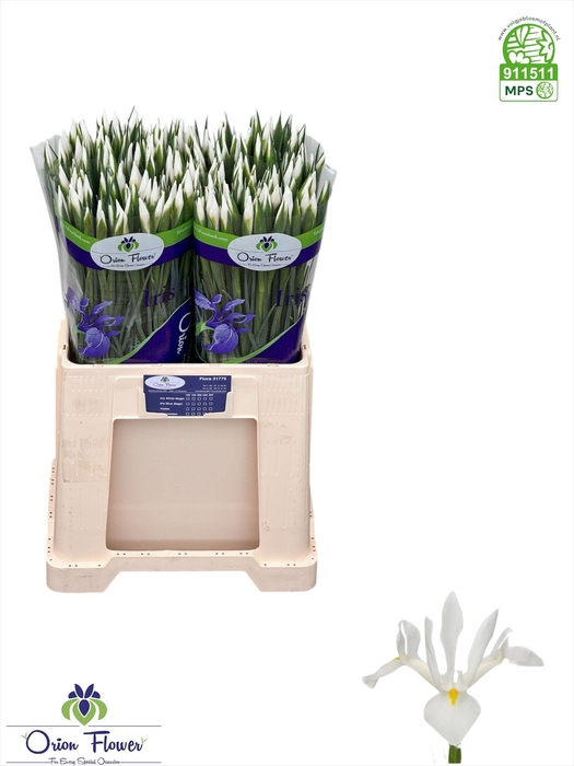 <h4>Iris Casablanca</h4>