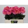Dahlia Esli
