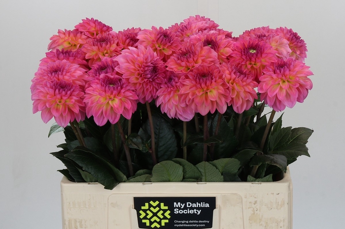 Dahlia Esli