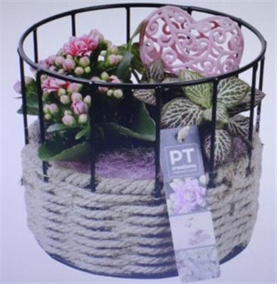 <h4>2352 Rood Mand+rek</h4>