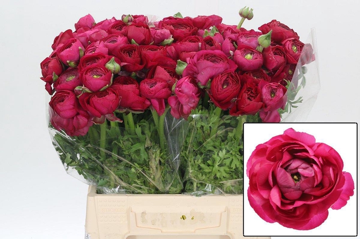 <h4>RAN EL HOT PINK</h4>