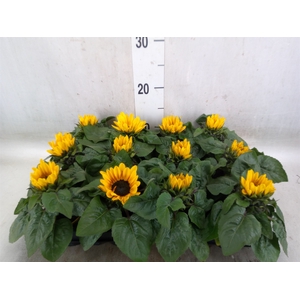 Helianthus an. 'Petisol'