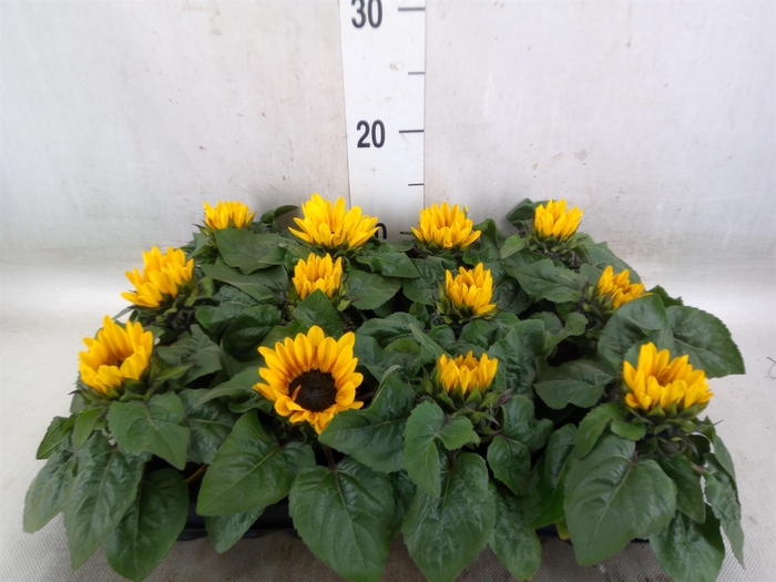 <h4>Helianthus an. 'Petisol'</h4>