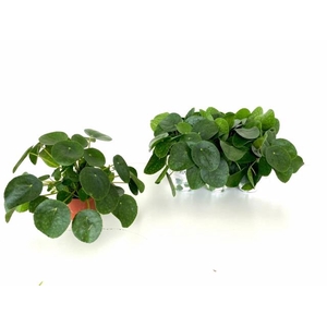 PILEA PEPEROMIOIDES
