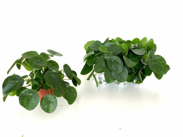 PILEA PEPEROMIOIDES