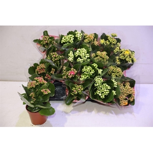 arr8 Kal Ge Gem 5 Kl