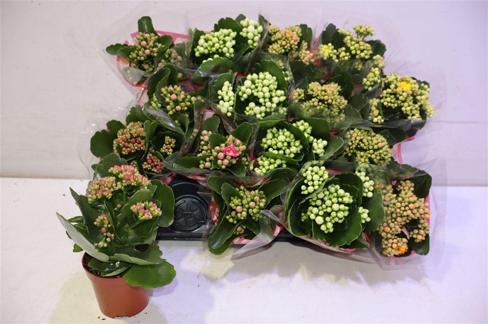 <h4>Kal Ge Gem 5 Kl</h4>