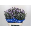 Aster Cassandra