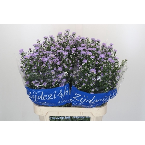 Aster Cassandra