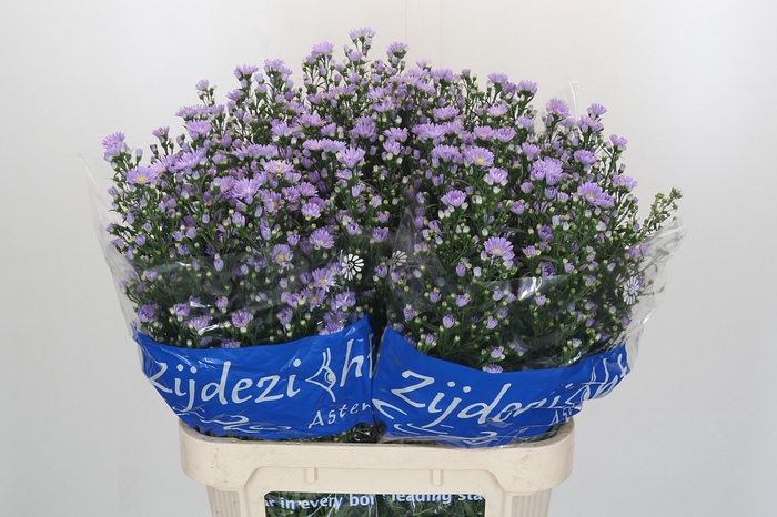 <h4>Aster Cassandra</h4>