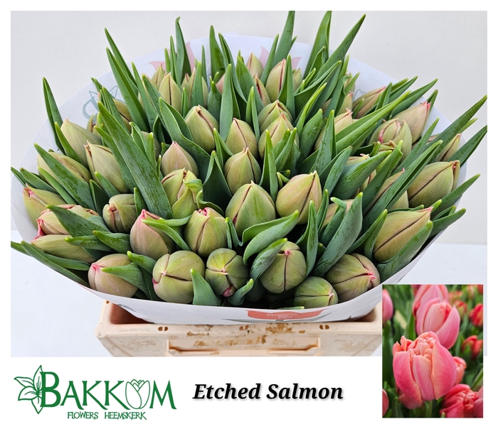 <h4>TU DU ETCHED SALMON</h4>