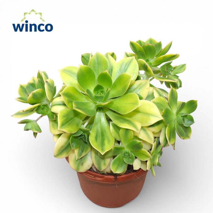 <h4>Aeonium Starburst</h4>