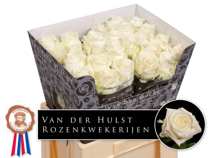 <h4>Rosa large noelia</h4>