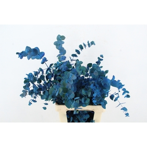 EUC CINEREA WILD BLUE PER BLUE