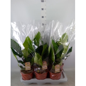 Philodendron  'Imperial Green'