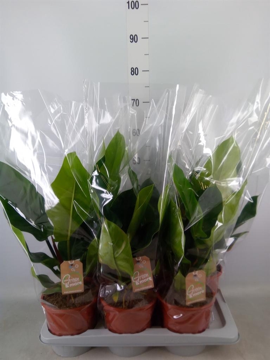 <h4>Philodendron 'Imperial Green'</h4>