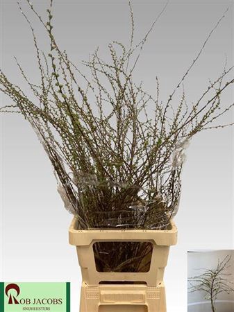 <h4>Spiraea C Grefsheim</h4>