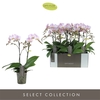 Phalaenopsis Multifloratypes Floriclone Angel Eyes