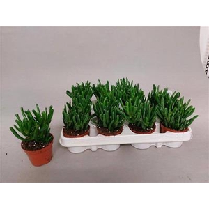 P.CRASSULA HORN TREE