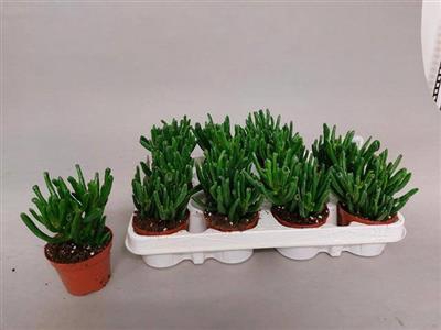 <h4>P.CRASSULA HORN TREE</h4>