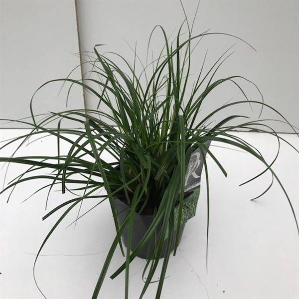 <h4>Carex 'Evergreen'</h4>