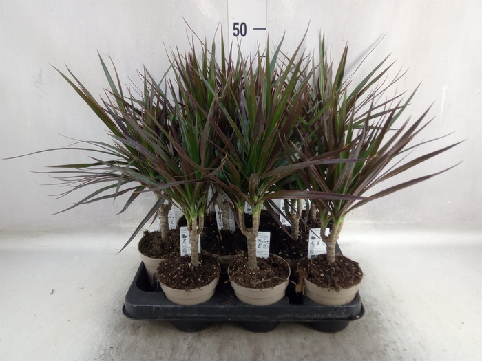 <h4>Dracaena marg. 'Magenta'</h4>