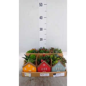 Arr.   Kamerplant Groen L%