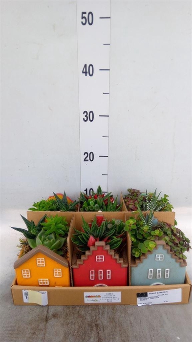 <h4>Arr.   Kamerplant Groen L%</h4>