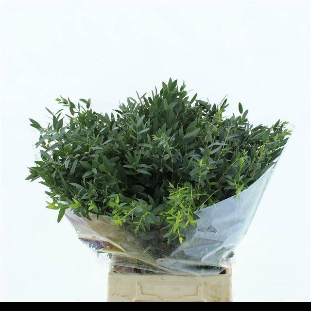 <h4>EUC PARVIFOLIA P BS</h4>