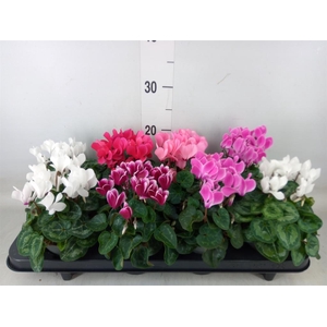 Cyclamen KL 'Carino'