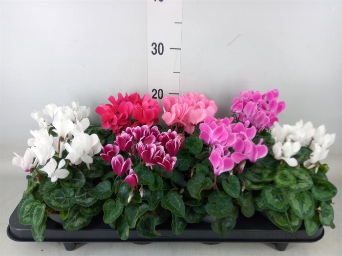 <h4>Cyclamen KL 'Carino'</h4>