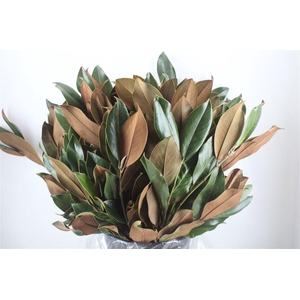 Magnolia P Bunch