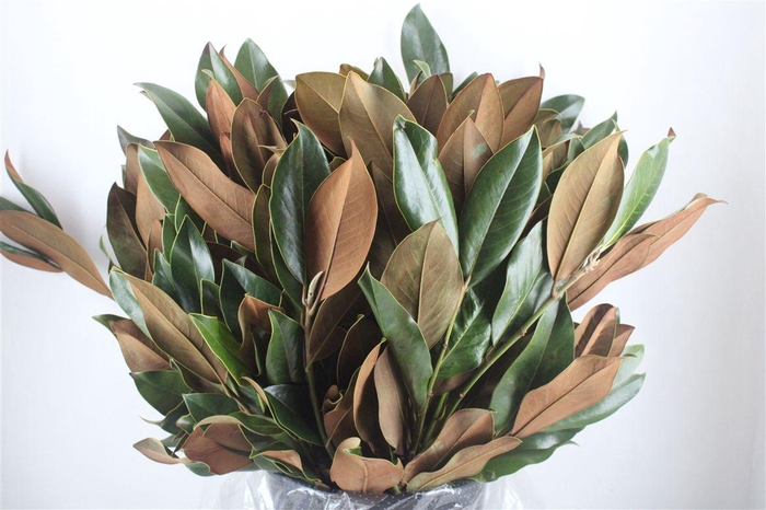 <h4>Magnolia P Bunch</h4>