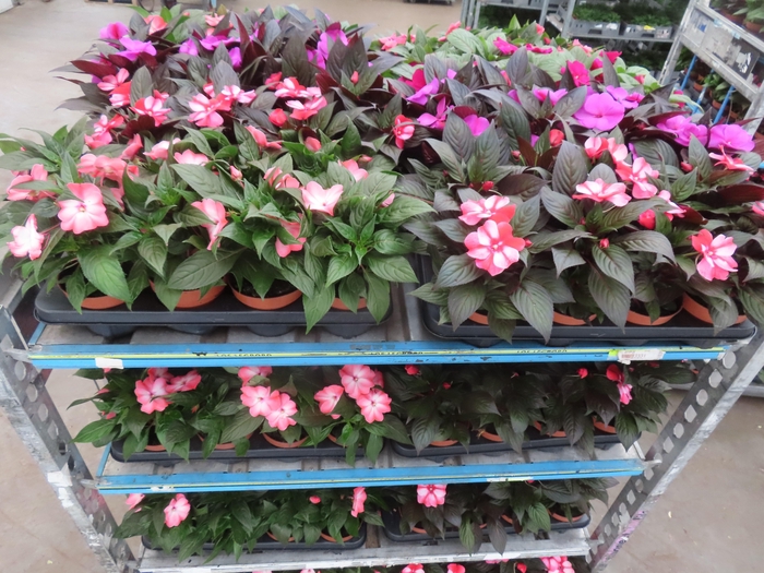 <h4>IMPAT NG MIXK 4 KL</h4>